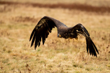 Seeadler im Flug ohne Geschüh