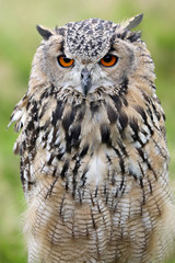 eurasian eagle owl