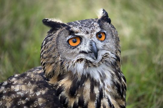 eurasian eagle owl