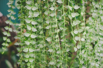 Green Leaves background, can use for presentation.