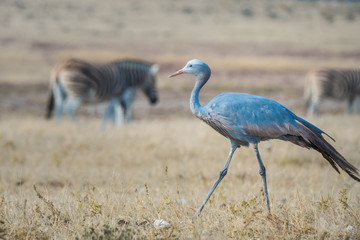 Obraz premium Blue cranes among herds of Buchell's at Nebrownii Waterhole, Okaukeujo, Etosha National Park, Namibia.,