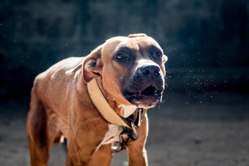 Dog American Pit Bull Terrier, dog barks, fierce, best friend