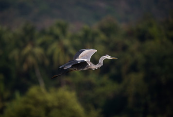 Flying Grey heron