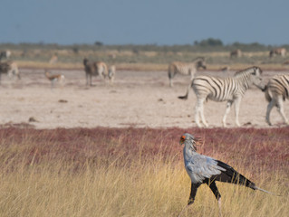 Obraz na płótnie Canvas Secretary bird among herds of Buchell's at Nebrownii Waterhole, Okaukeujo, Etosha National Park, Namibia.,