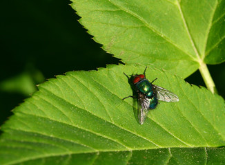 Fototapeta premium Fly on a green leaf