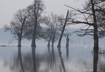 Flood in forest, trees reflection, swans on the water