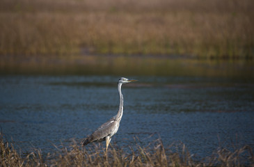 Grey Heron