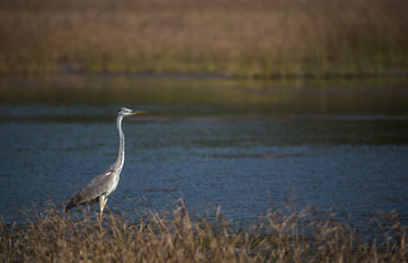 Grey heron in river