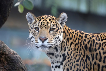 Jaguar close up