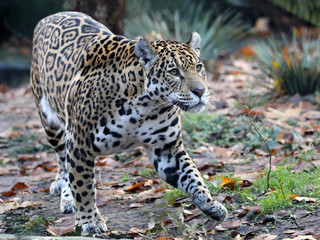 Jaguar close up