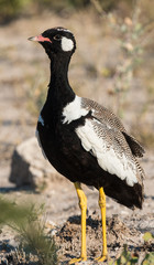 Northern black korhaan, Namutoni, Etosha National Park, Namibia