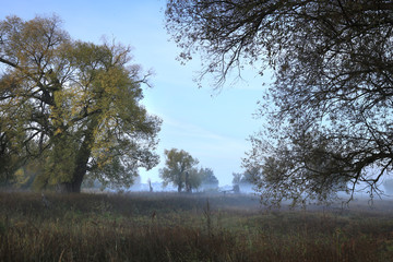 misty dawn in the grove on the banks of the river