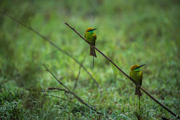 Green bee eater birds