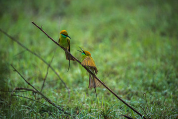 Conversing bee eaters