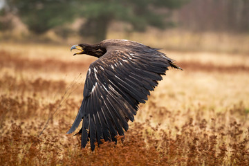 Seeadler im Flug ohne Geschüh