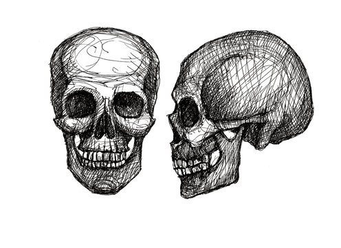 human skull, black and white illustration