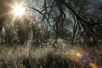 Autumn dawn in the grove