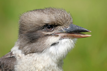 Kookaburra