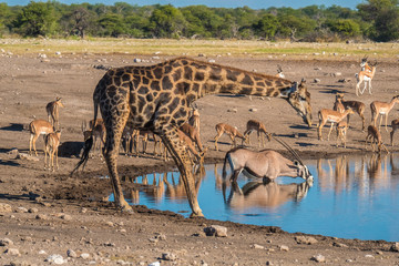 Fototapeta na wymiar Giraffes, zebras oryxes, black-faced impalas and steenboks gathered at the Chudop waterhole, Namutoni, Etosha National Park, Namibia