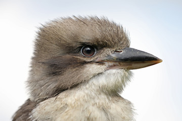 Kookaburra