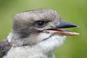Kookaburra