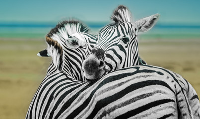 Large Burchell's Zebra herds on the southern edge of the Etosha pan near the Namutoni camp, Etosha...