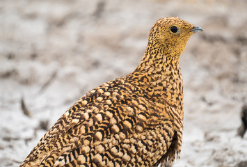 Namaqua sandgrouse in the grasslands near Namutoni, Etosha National Park, Namibia