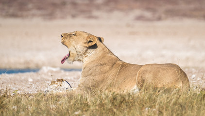 Lioness drinking and stocking zebra at the Nebrownii waterhole, Okaukeujo, Etosha National Park, Namibia