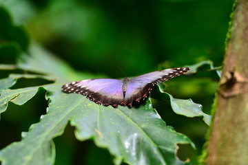 Butterfly and tropical flower view.