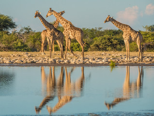 Giraffes approaching the Klein Namutoni waterhole, Etosha  National Park, Namibia