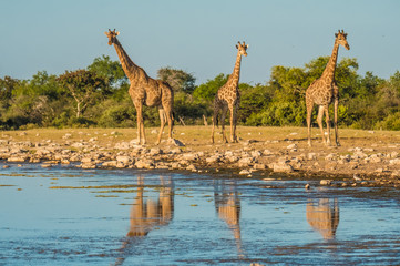 Giraffes approaching the Klein Namutoni waterhole, Etosha  National Park, Namibia