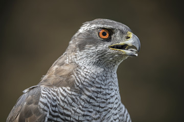 northern goshawk