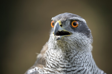northern goshawk