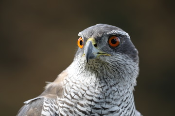 northern goshawk