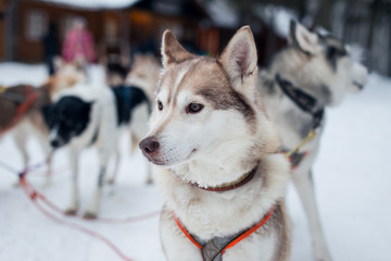 harness with husky