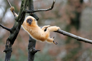 yellow cheeked gibbon