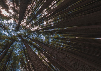 Looking up at the canopy of a forest