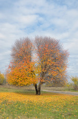 Lonely autumn  tree