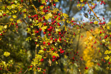 Red hawthorn berries. Medical boysenberry. Ripe Hawthorn.  
