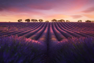 Fototapete Lavendel Lavendel Provence Frankreich