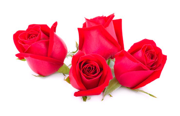 Fresh red roses  on white background.