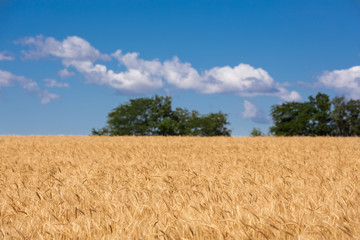 wheat field of ripe golden wheat and blue sky with clouds