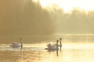 Swans in golden morning light
