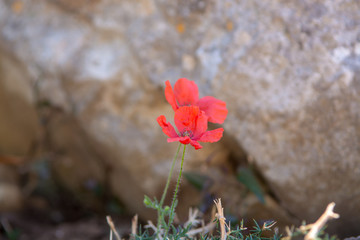 Obraz premium Red poppy flowers on the field