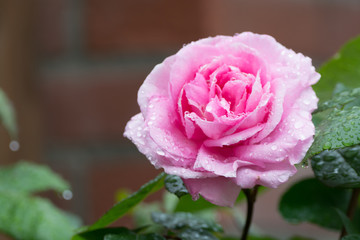One beautiful pink rose plant blossoming in the garden, close up copy space
