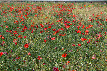 Red poppy flowers on the field, spring and summer time.