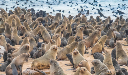 Huge Seal Colonies, Cape Cross Seal Reserve in the Skeleton Coast, Namib desert, western Namibia. Home to one of the largest colonies of Cape fur seals in the world.