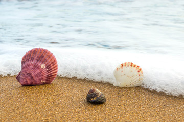 Sea shells in the sand 5