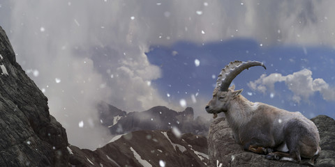 Alpensteinbock im Winter, Capra ibex, Panorama
