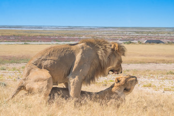 Fototapeta premium Two male and three female lions take turns at mating, Nebrownii waterhole, Okaukeujo, Etosha National Park, Namibia
